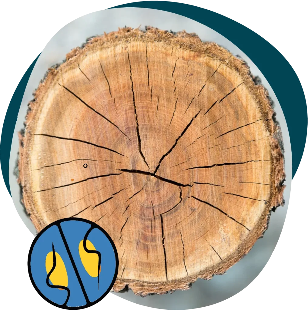 Rights & Rules Ka-Na-Chi-Hih image of tree stump
